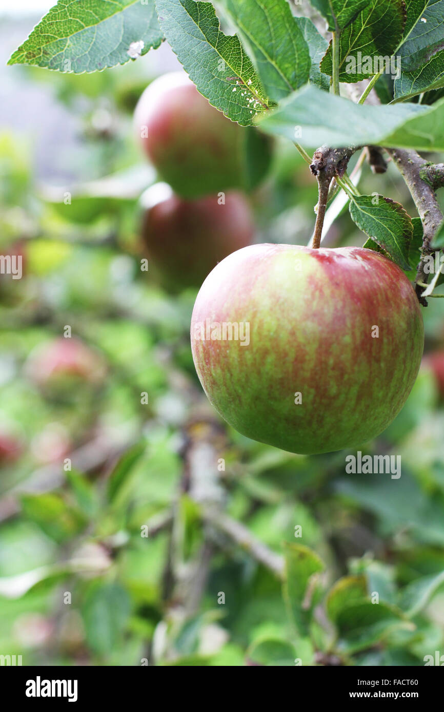 Red and green apples hanging from the branch of a tree Stock Photo - Alamy