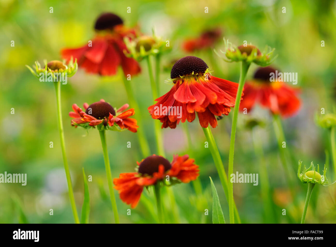 A rich red Helenium flowering in a summer flower border. Stock Photo