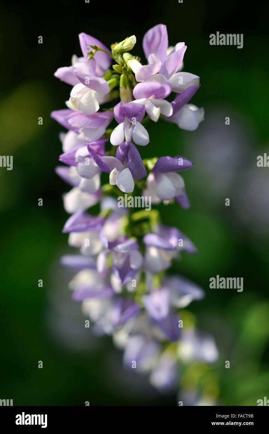 Close up of the pale lilac flowers of a Galega Officinalis plant. A beautiful perennial flowering in summer. Stock Photo