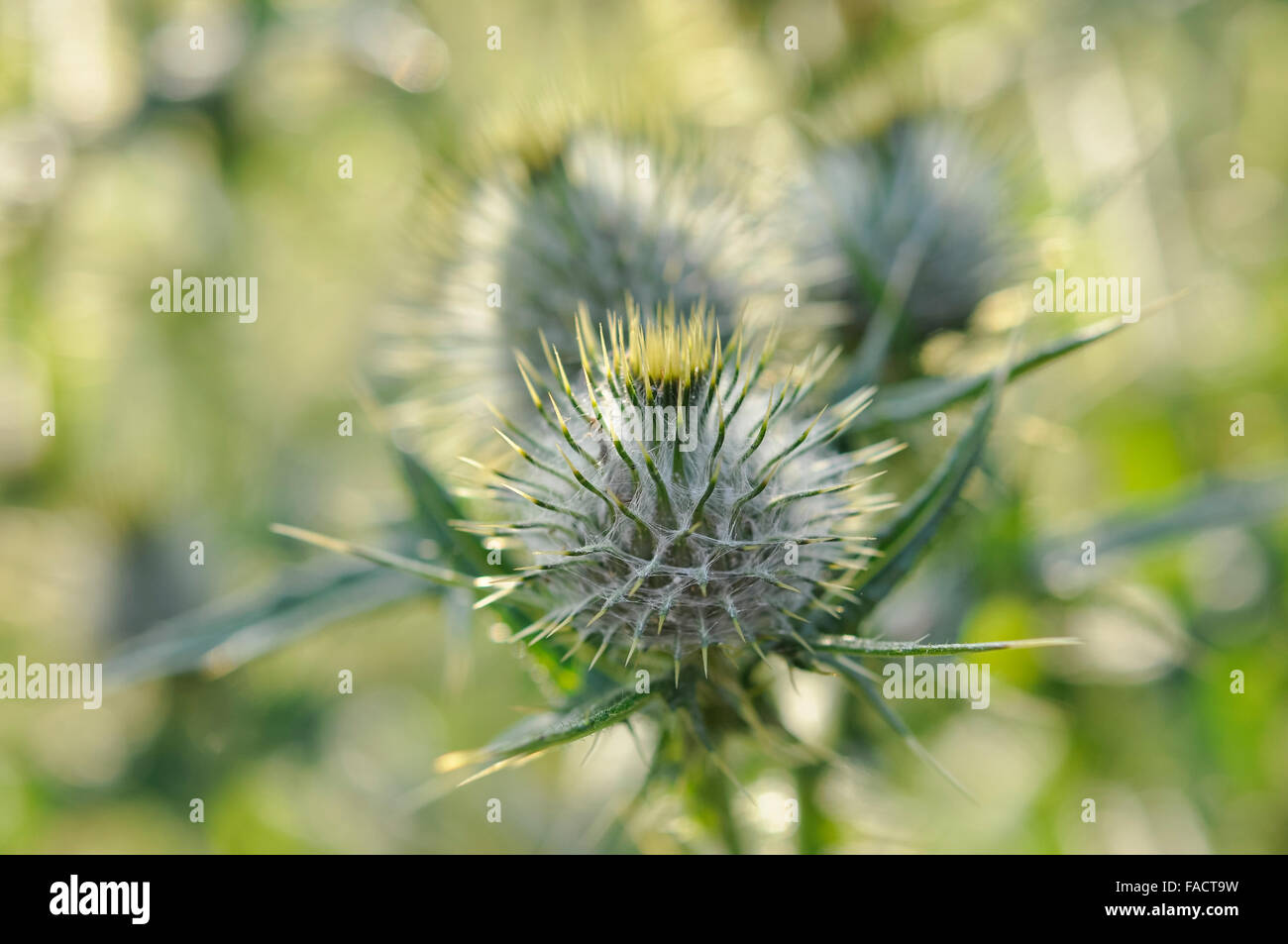 Close up of a spear thistle (Cirsium Vulgare) flower with mass of spiky buds. Stock Photo