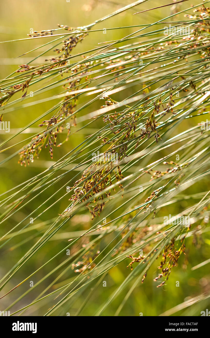 Flowering reeds in summer sunshine Stock Photo Alamy