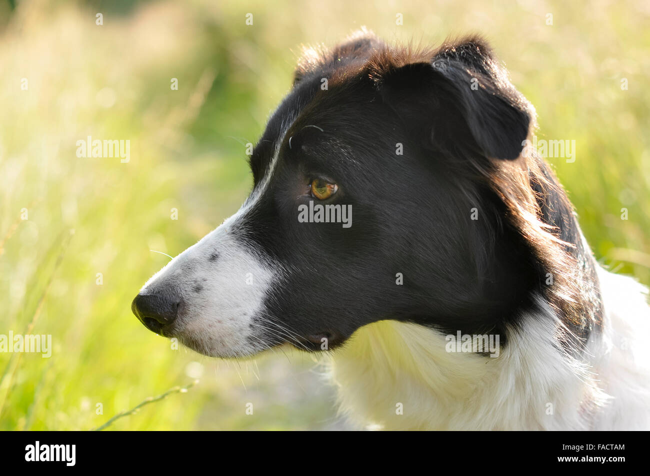 Border Collie in warm summer sunshine in the English countryside. Stock Photo