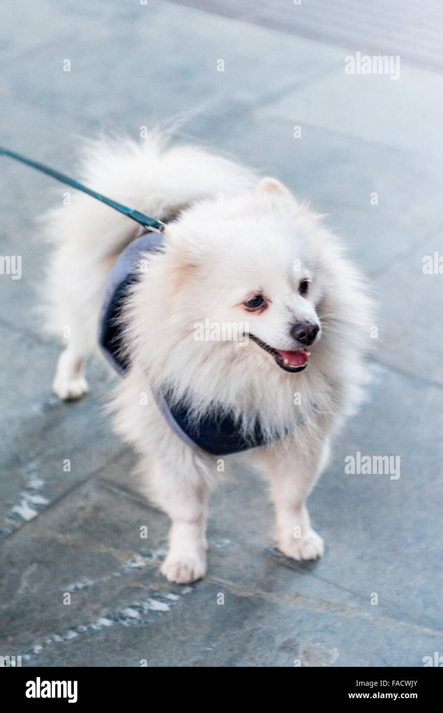 Dog on the platform in Riomaggiore train station, Cinque Terra, Italy. Stock Photo