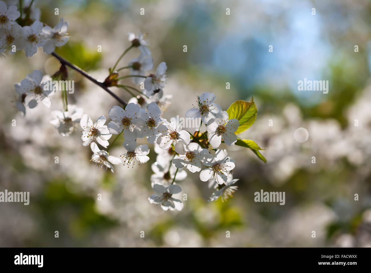 cherry tree branch in spring blooms garden Stock Photo - Alamy