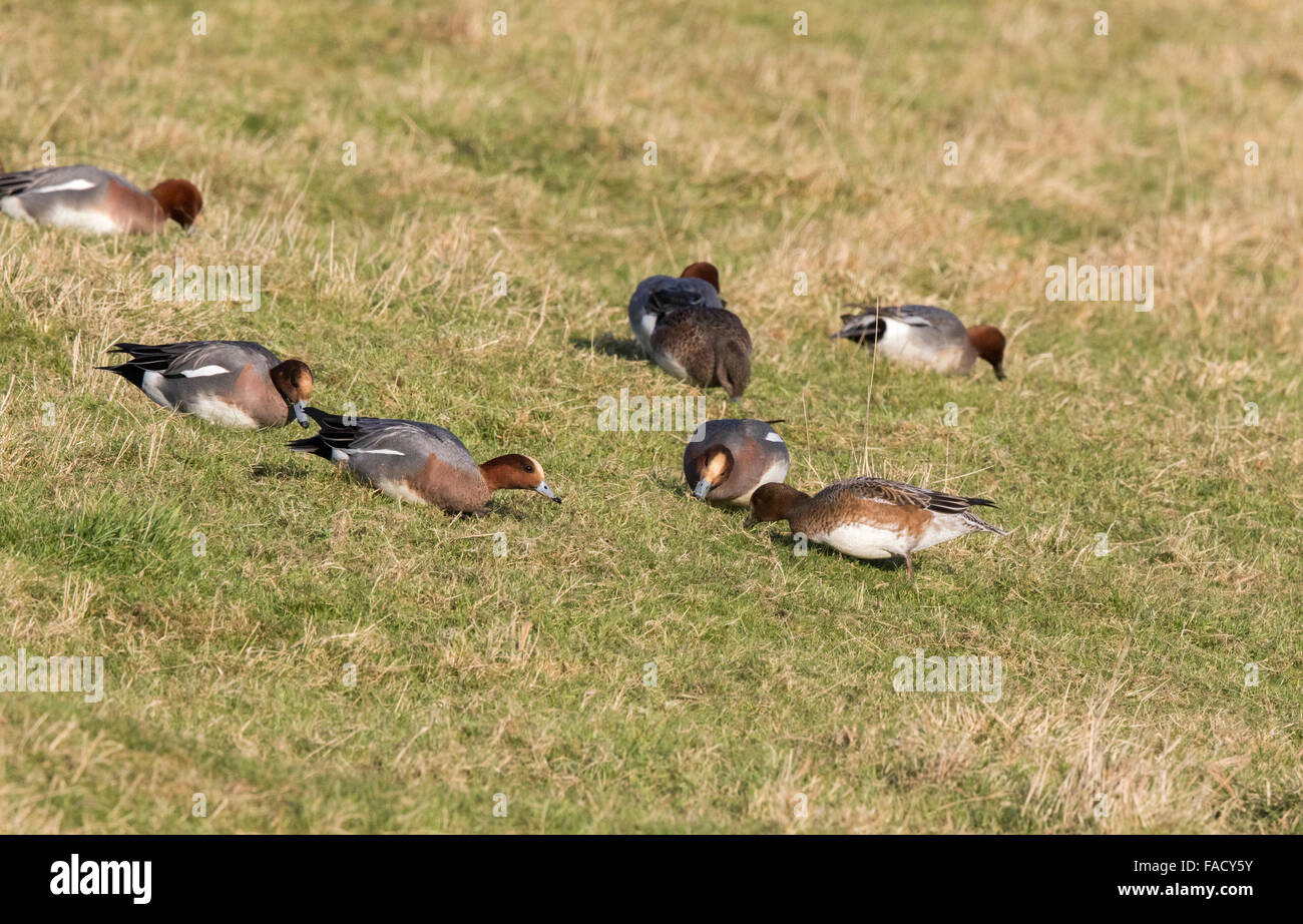 Eurasian Wigeon, Anas penelope, Wigeon, flock feeding on grassland, Stock Photo