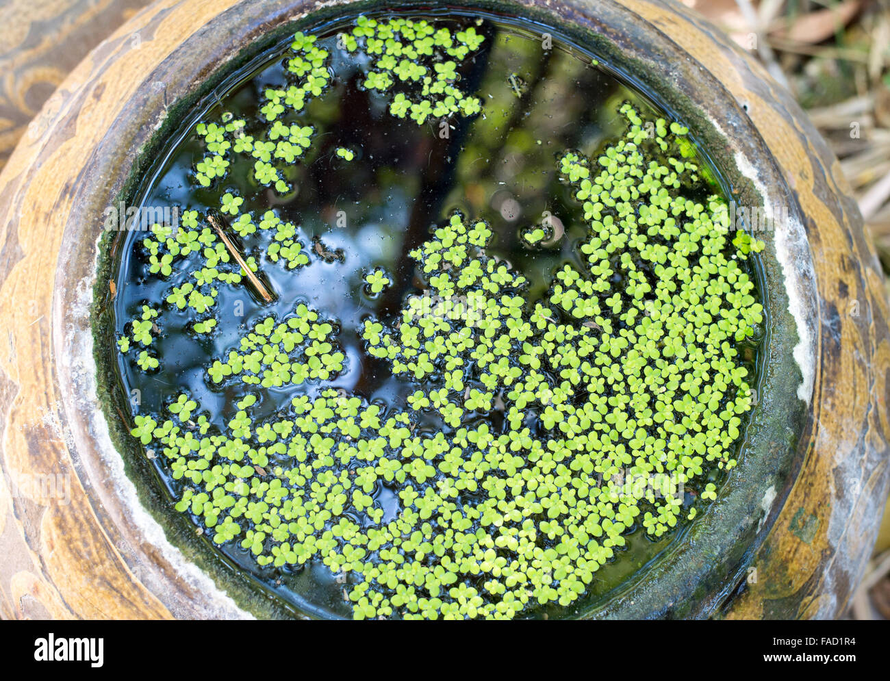 Azolla ,kind of water plant at Thailand Stock Photo