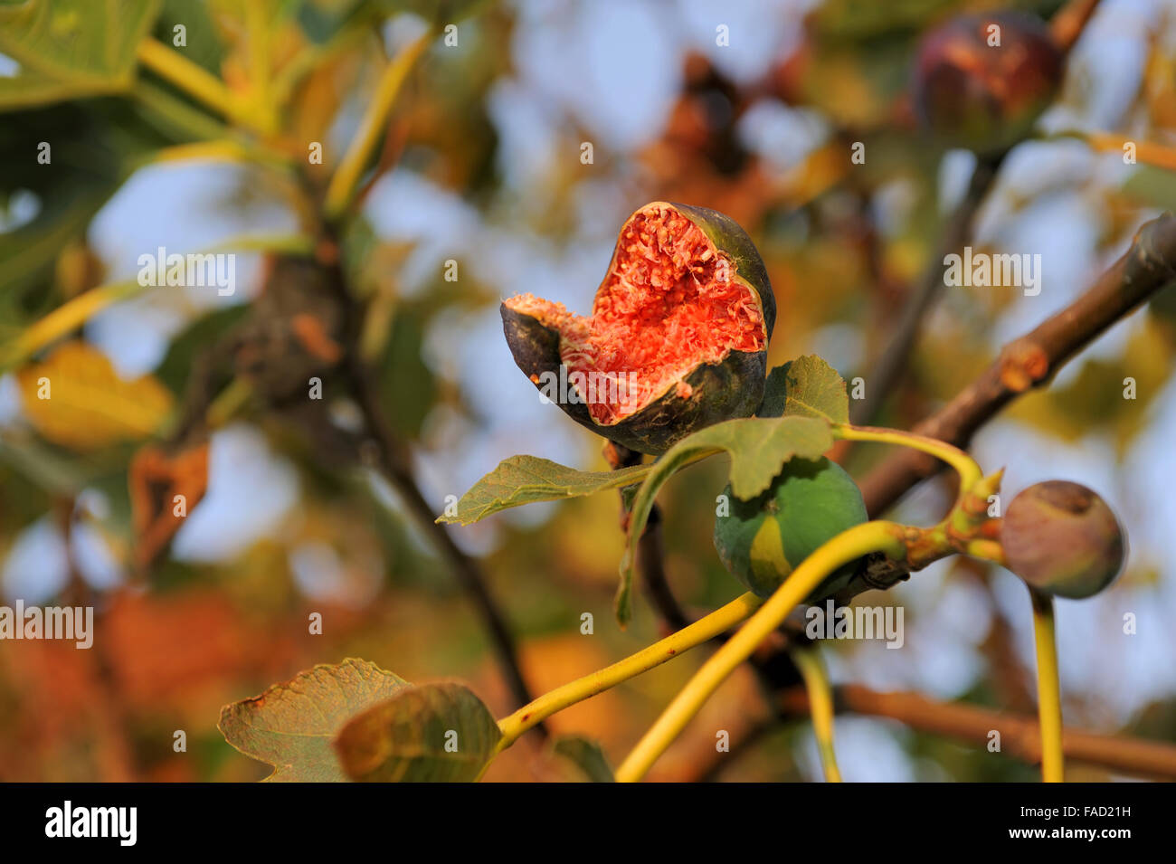 Ripe purple fig on a fig tree Stock Photo - Alamy