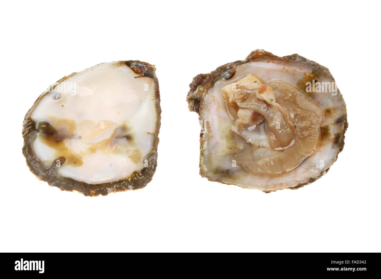 Shucked raw British native oyster in shell isolated against white Stock Photo