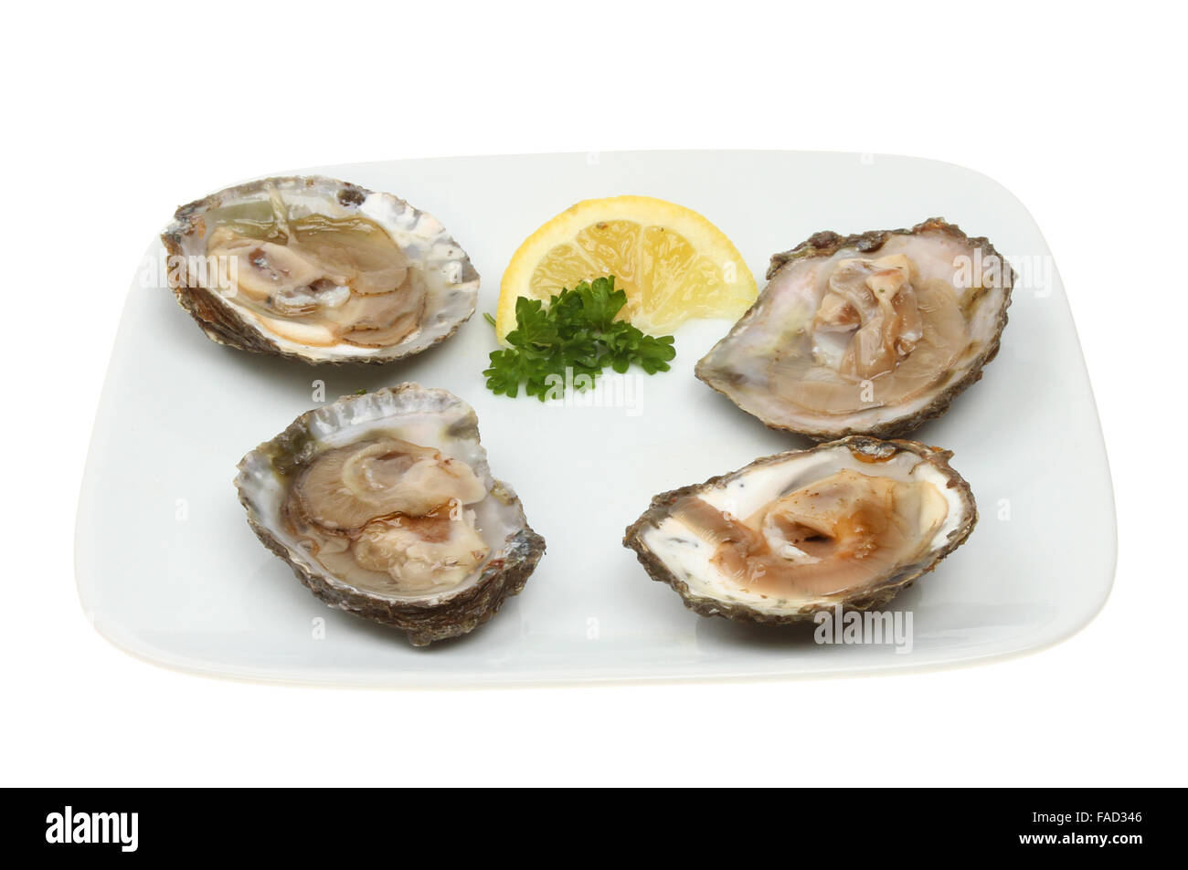 Oysters in shells hires stock photography and images Alamy