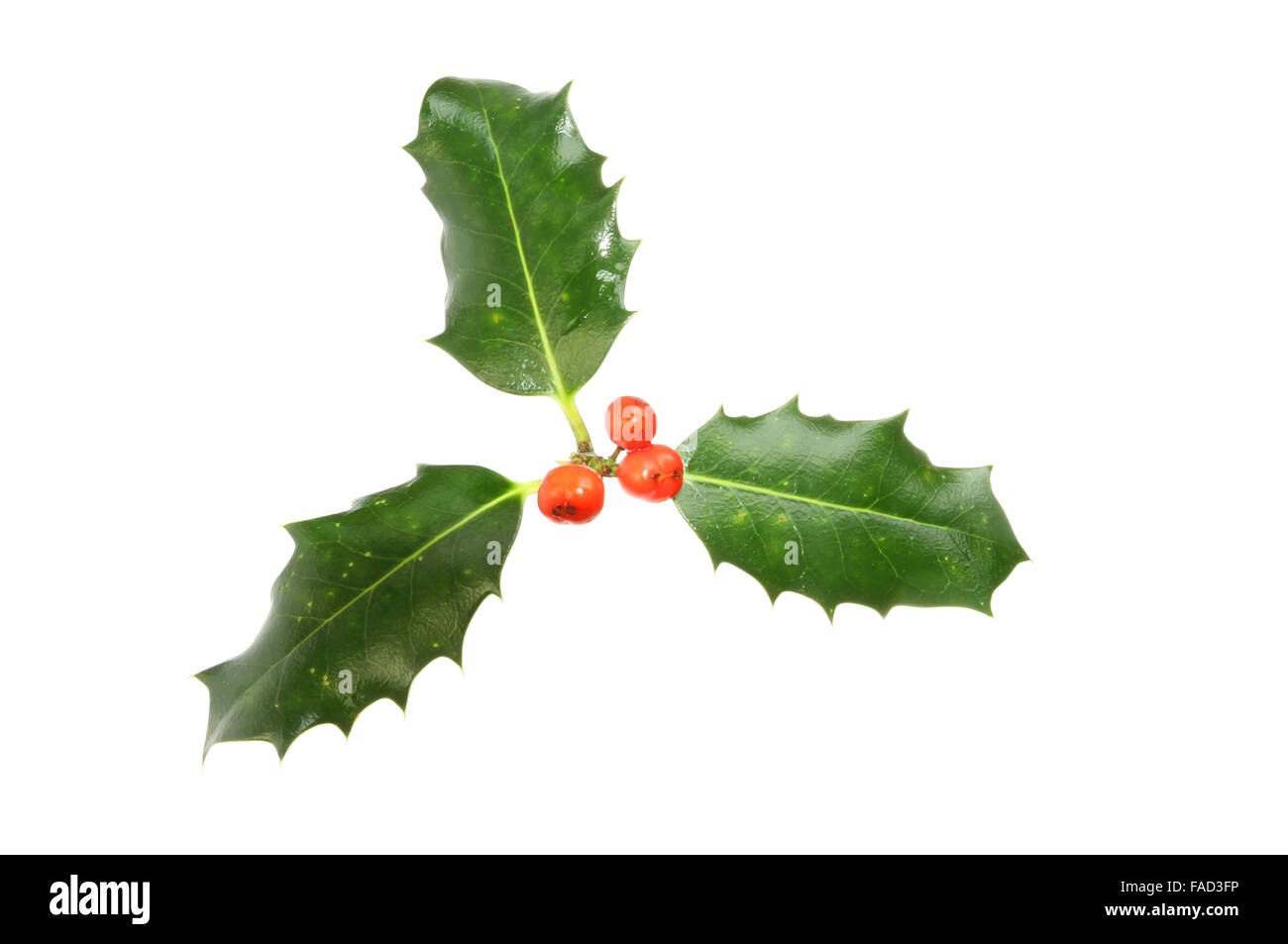 Holly with red ripe berries Stock Photo