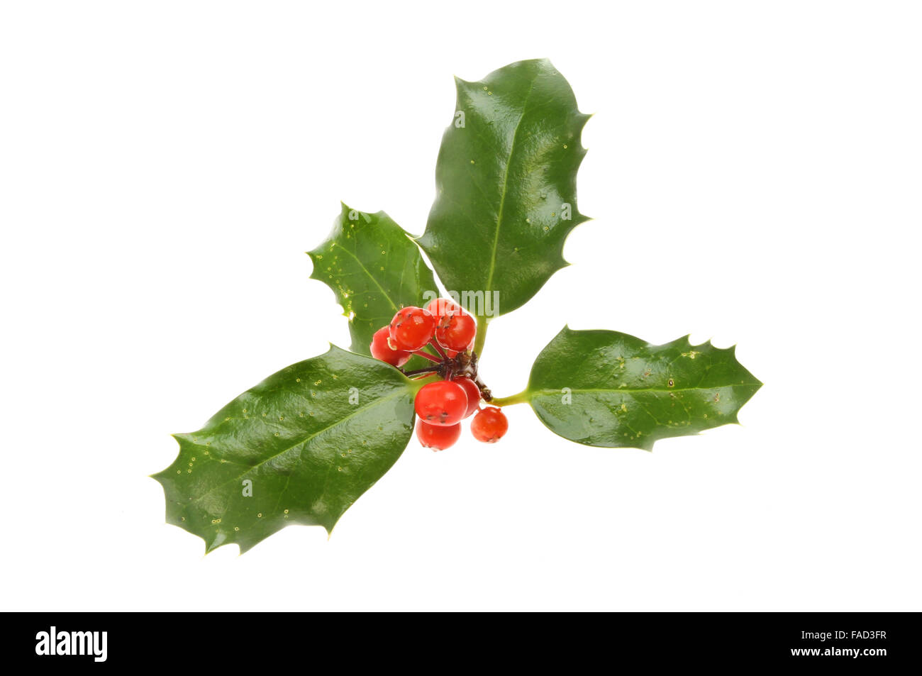 Holly with red ripe berries Stock Photo