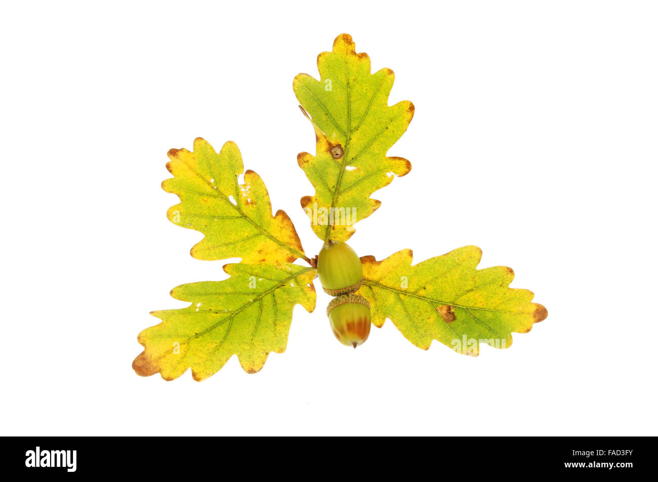 Four Autumnal Oak leaves with two acorns isolated against white Stock Photo