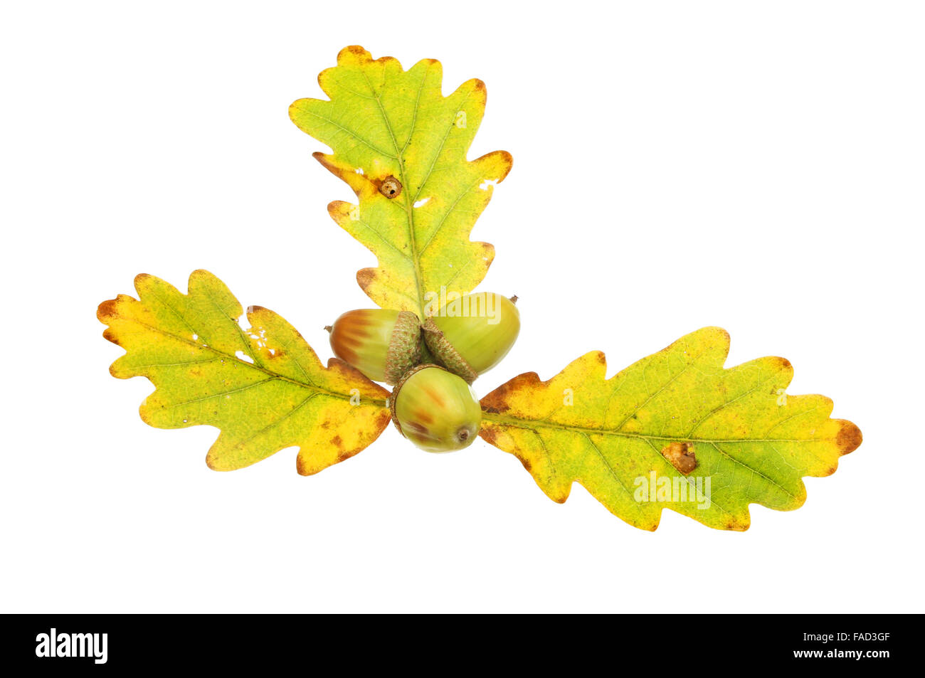 Three Autumnal Oak leaves with three acorns isolated against white Stock Photo