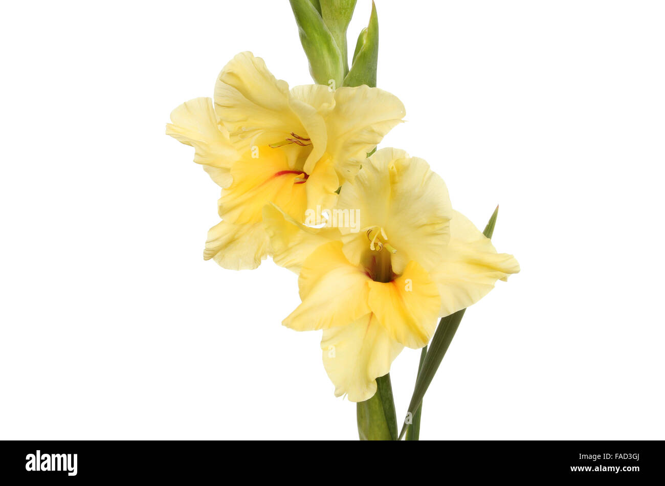 Yellow Gladioli flowers isolated against white Stock Photo - Alamy