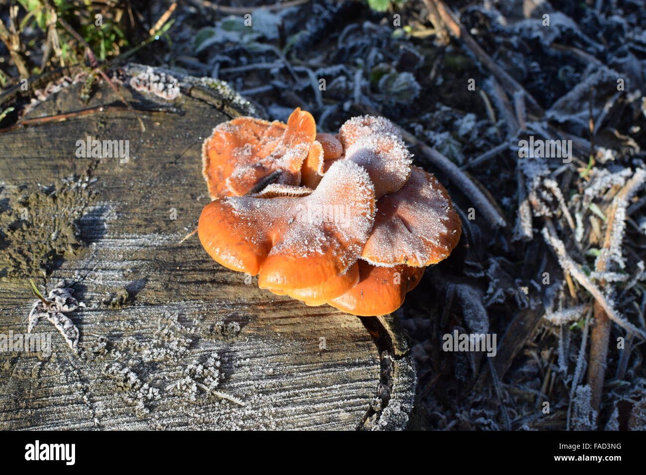 Orange mushrooms on a stub. New life on dead wood. Stock Photo