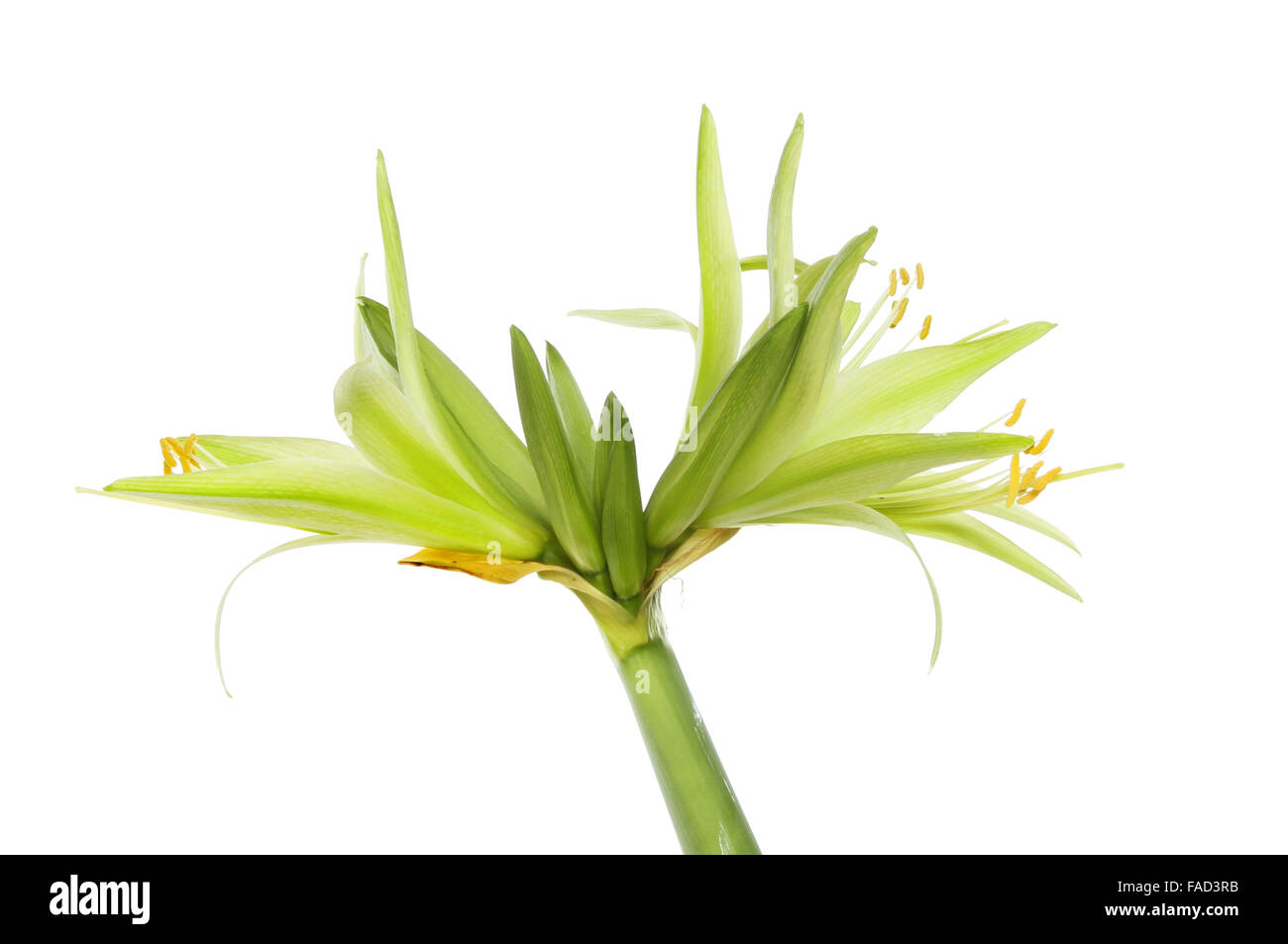 Green Amaryllis flowers and flower buds isolated against white Stock Photo