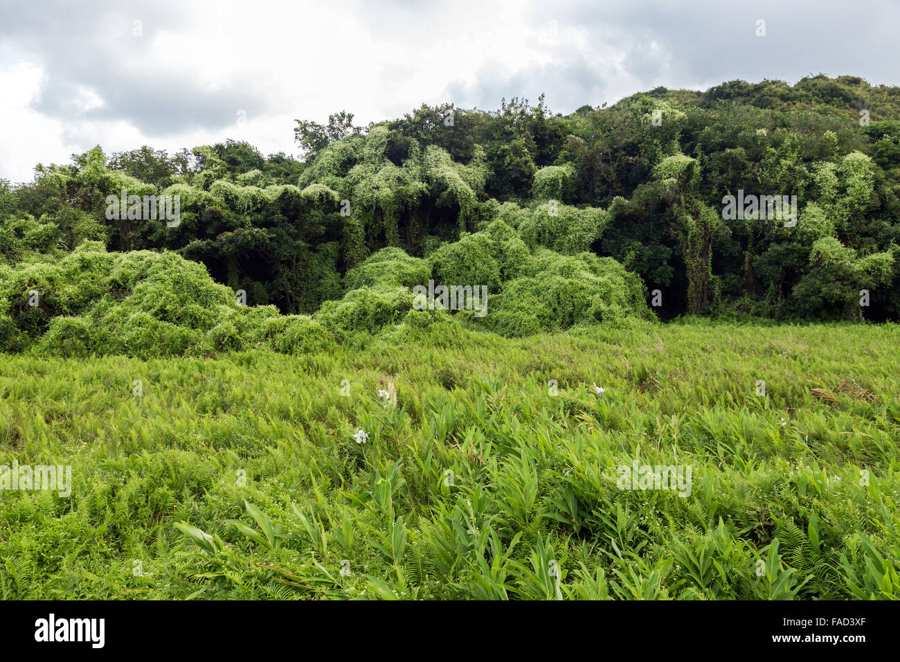 Meadow and forest scrambled over by Mikania (Mikania micrantha), a perennial herbaceous vine at the Lamma Island in Hong Kong. Stock Photo