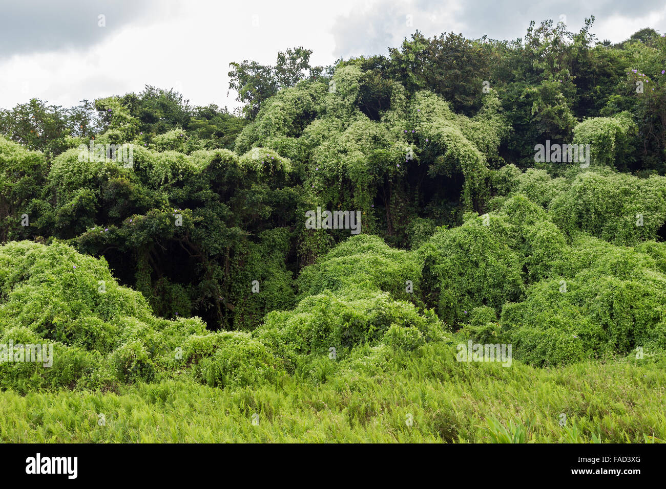 Forest scrambled over by Mikania (Mikania micrantha), a perennial herbaceous vine at the Lamma Island in Hong Kong, China. Stock Photo