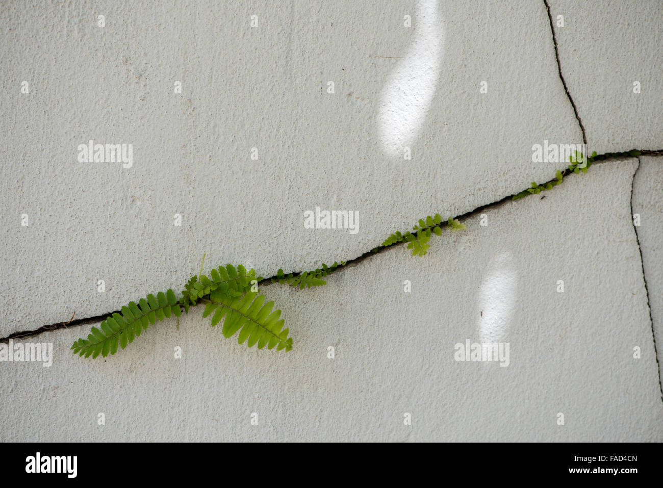 Ferns growing through the crack of a wall Stock Photo
