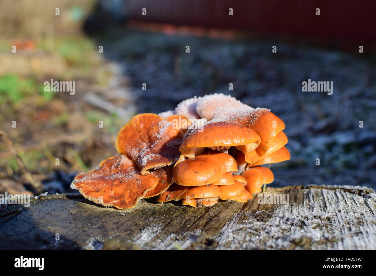 Orange mushrooms on a stub. New life on dead wood. Stock Photo
