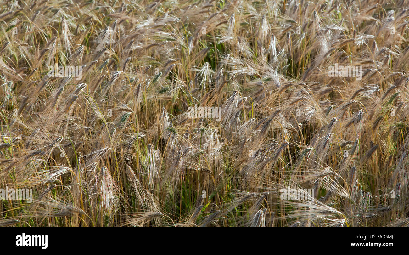 Albright 'six' row Spring Barley maturing in field, Hordeum vulgare. Stock Photo