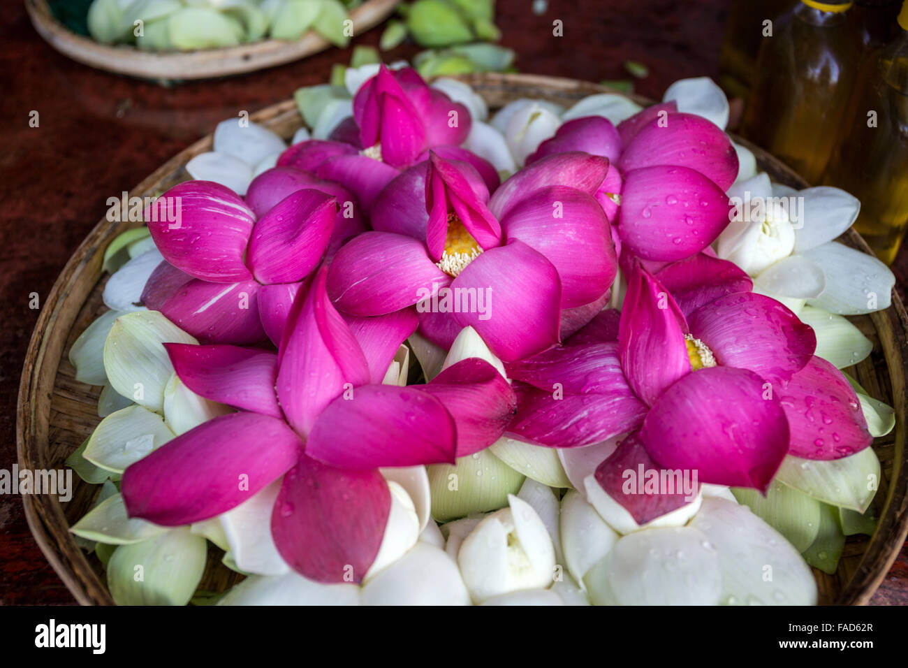 Flower Offerings at Buddhist Temple, Sri Lanka Stock Photo