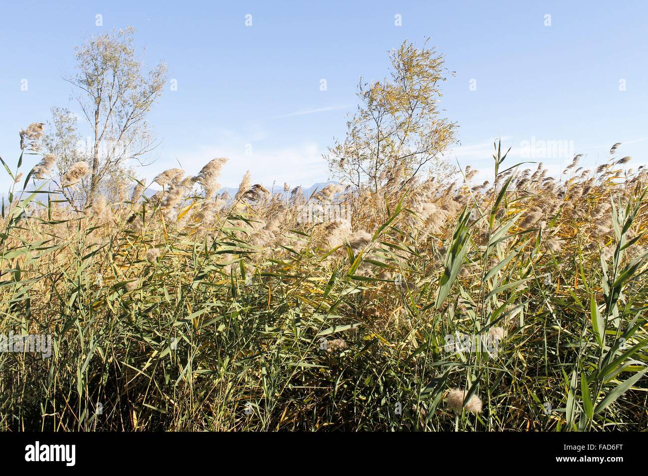 Skyreed hi-res stock photography and images - Alamy