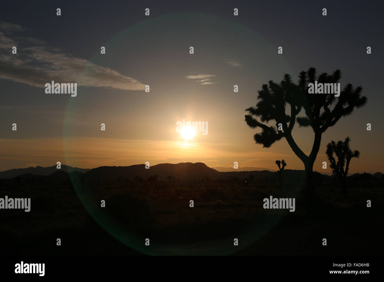 Silhouettes against the Joshua Tree National Park sunset. Stock Photo