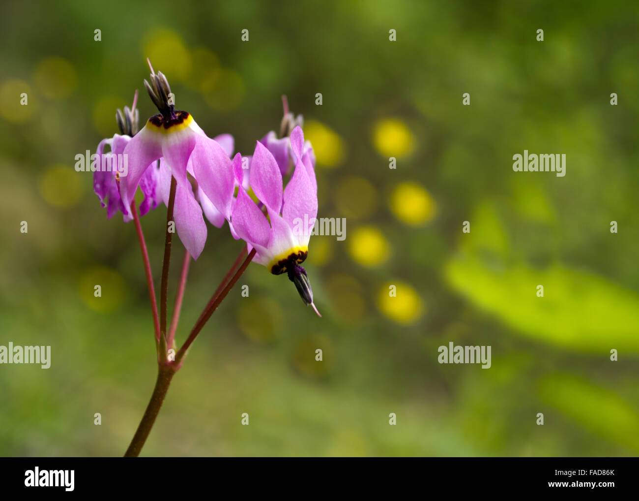 Pink shooting stars in nature in California Stock Photo