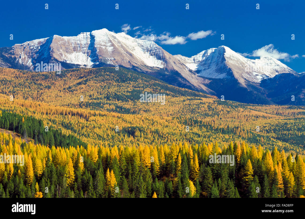 great northern mountain and mount grant in the flathead range above foothills of autumn larch near hungry horse, montana Stock Photo