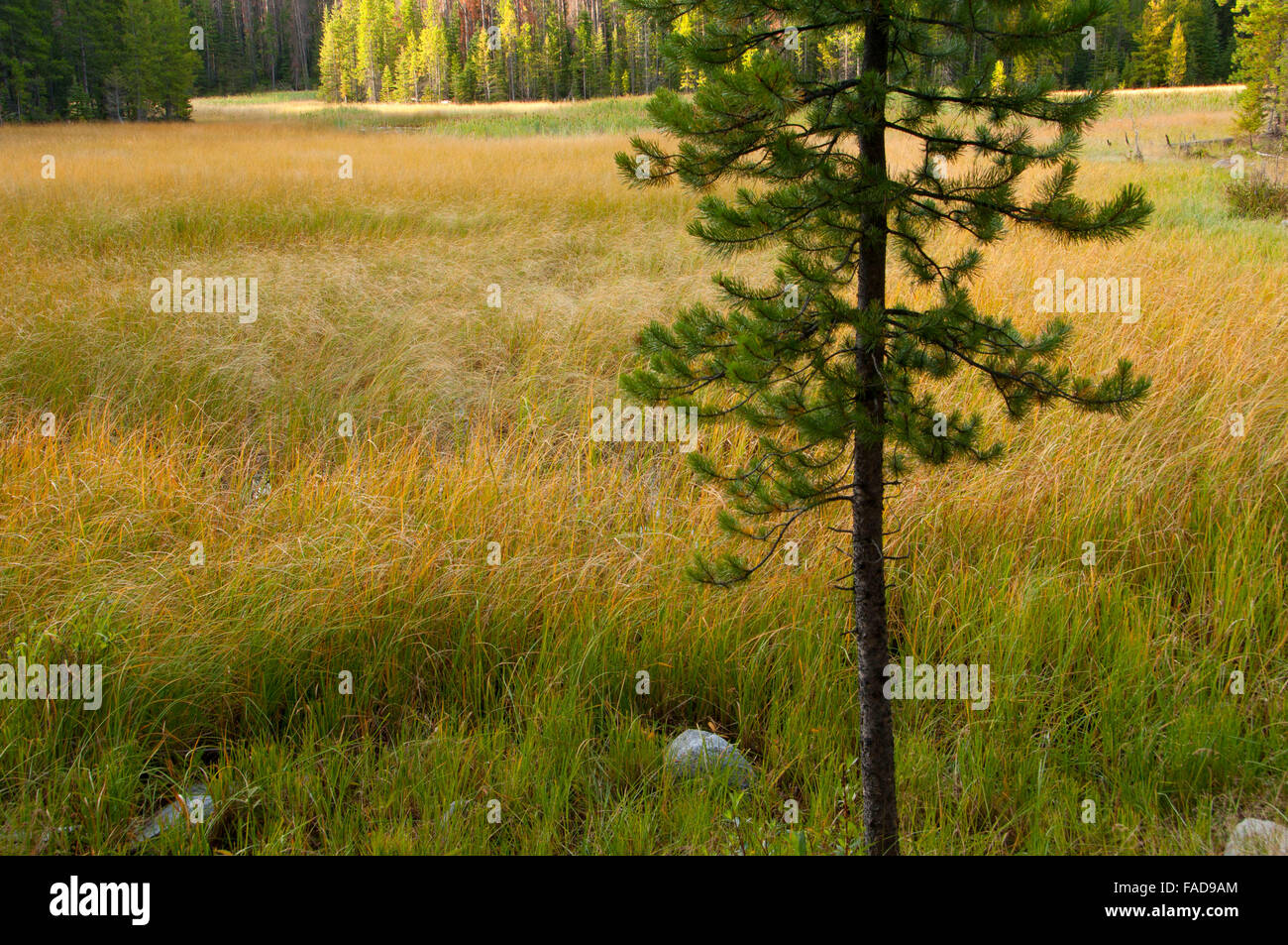 Montana lodgepole pine hires stock photography and images Alamy