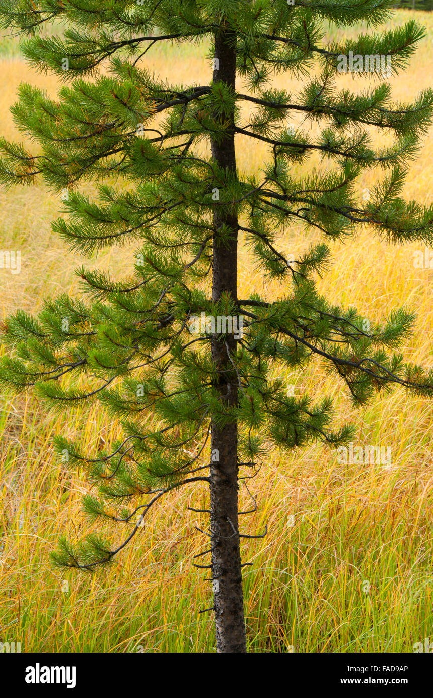 Lodgepole pine tree hires stock photography and images Alamy