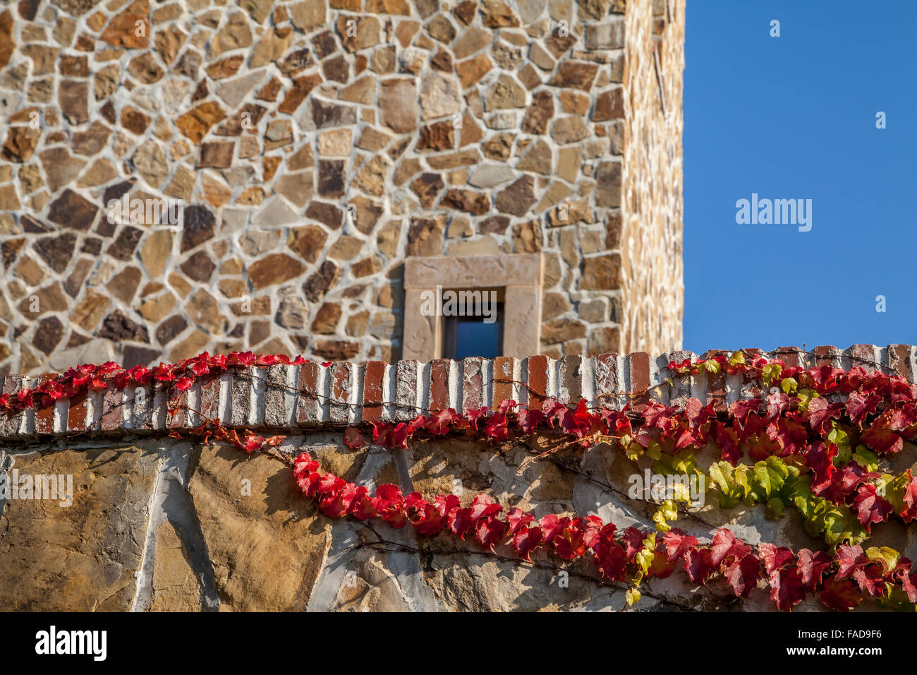 Ivy climbing over a stone wall of a building at the Jazucci Family Vineyard, Sonoma, California, USA Stock Photo