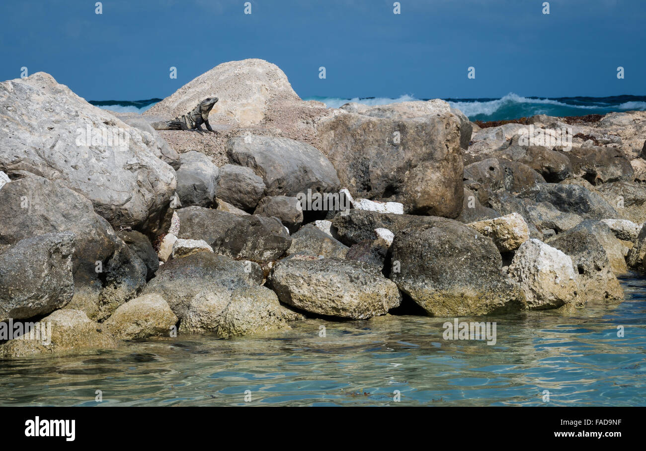 Iguana basking by the beach on a wavebreaker on a Mexican holiday resort in the sunshine Stock Photo