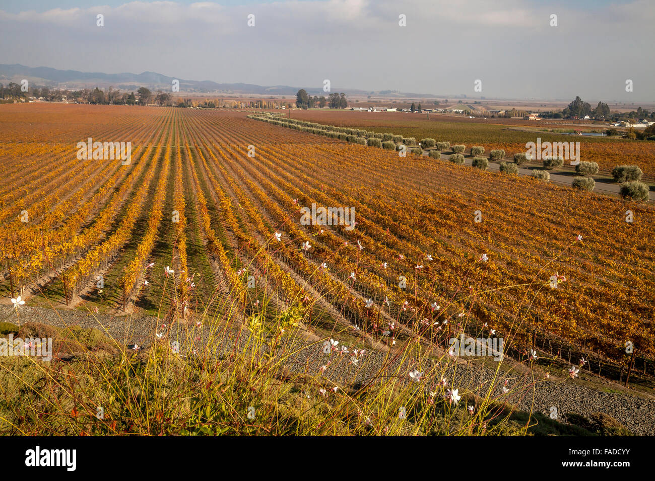Gloria Ferrer Vineyards in autumn, Sonoma, California, USA, Stock Photo