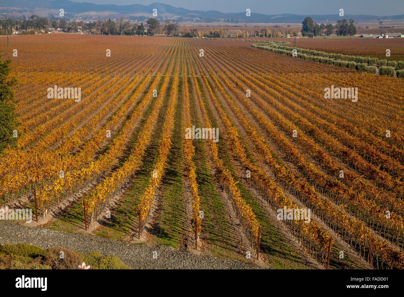 Gloria Ferrer Vineyards in autumn, Sonoma, California, USA, Stock Photo
