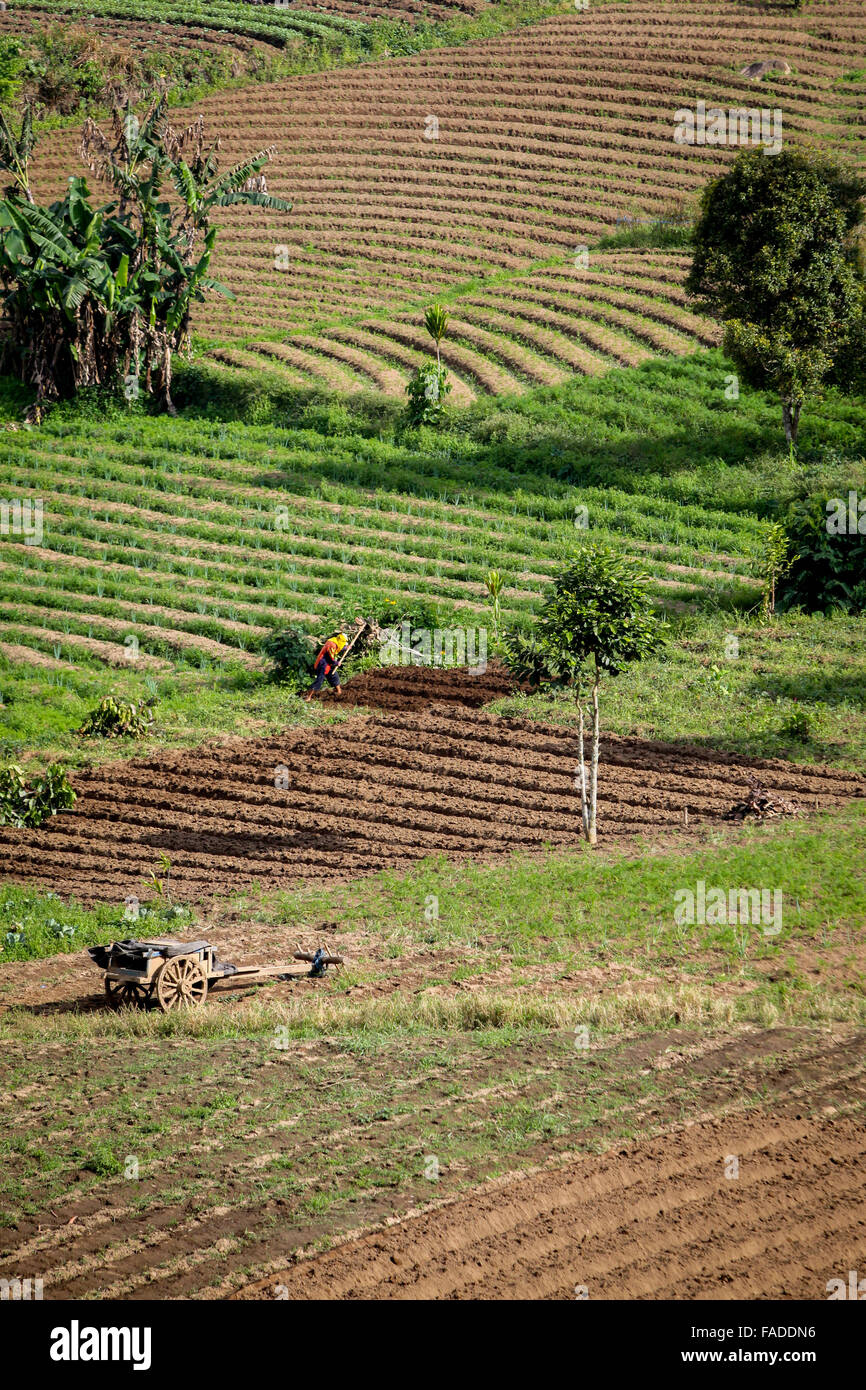 Patterned farming land in Tomohon, North Sulawesi, Indonesia. Stock Photo