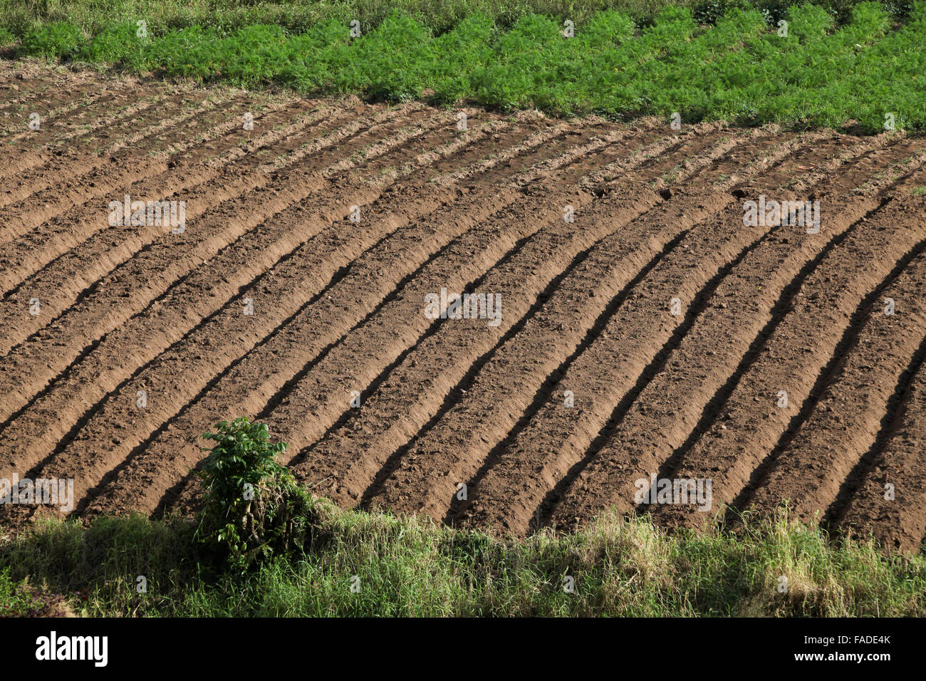 Patterns of an agricultural farmland in Tomohon, North Sulawesi, Indonesia. Stock Photo