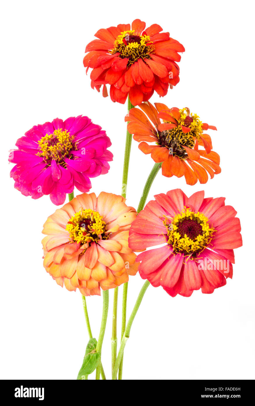 Chrysanthemum And Zinnia High Resolution Stock Photography and Images