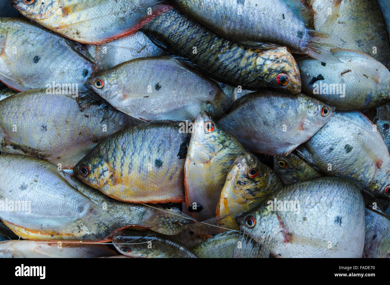 Gourami fish deals