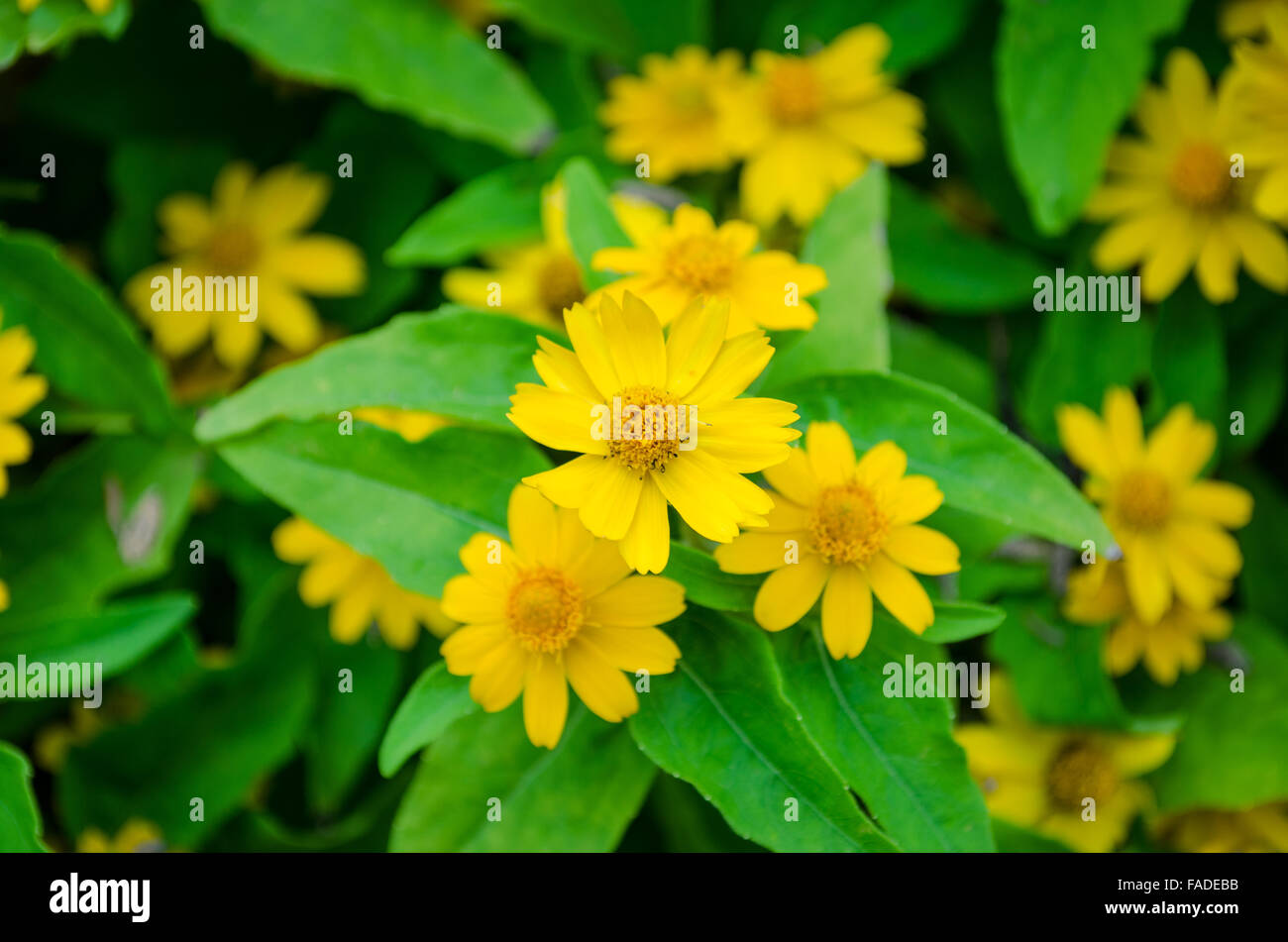 Chrysanthemum and zinnia hires stock photography and images Alamy