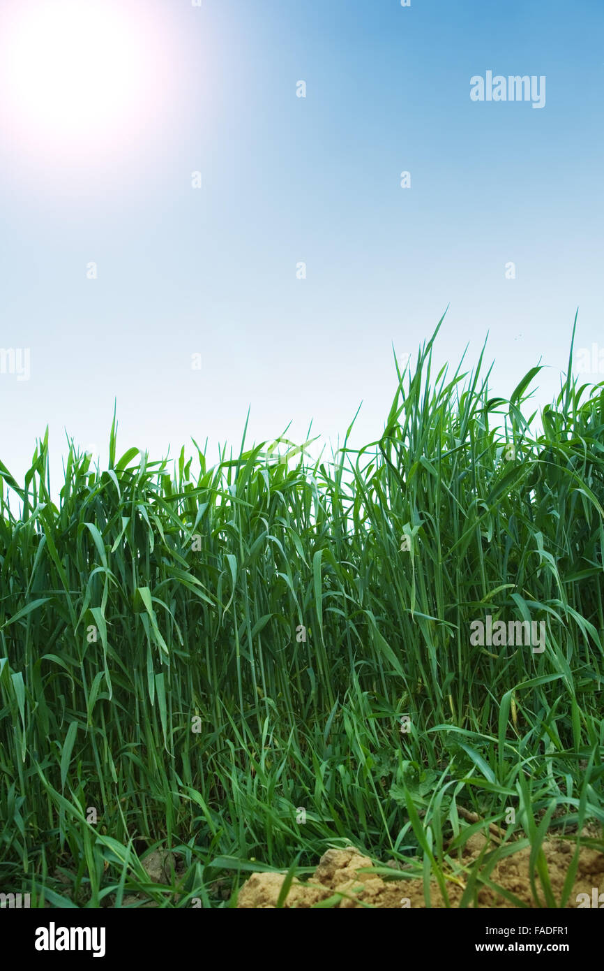 Green grass and blue sky Stock Photo - Alamy