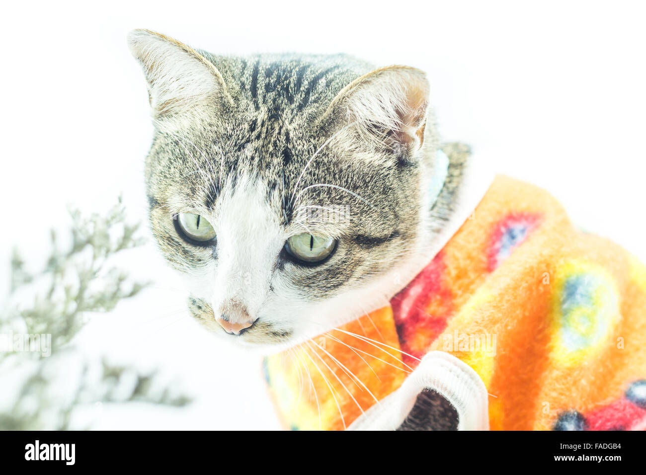 Cute siamese cat in the clothes on white background, stock photo Stock