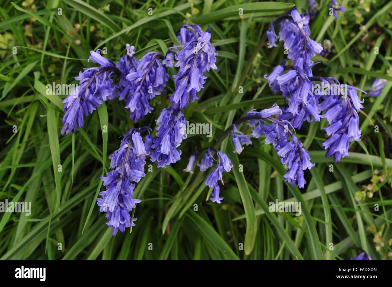 A clump of bluebells UK Stock Photo