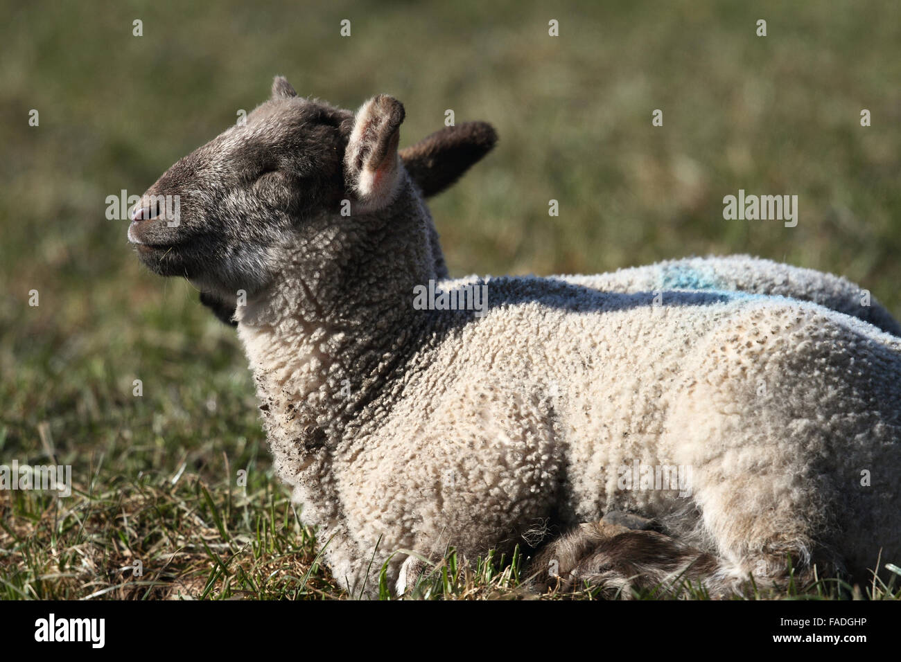 Lamb (Ovis aries) Stock Photo