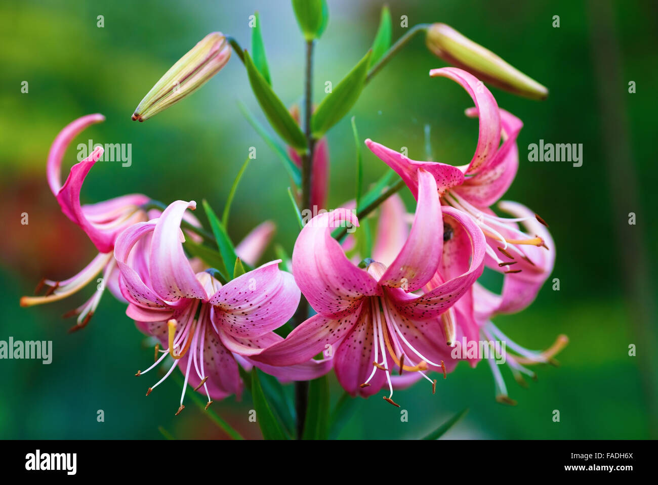 Beautiful pink lily flowers on a blurred background of green leaves outdoors. Shallow depth of field. Selective focus. Stock Photo