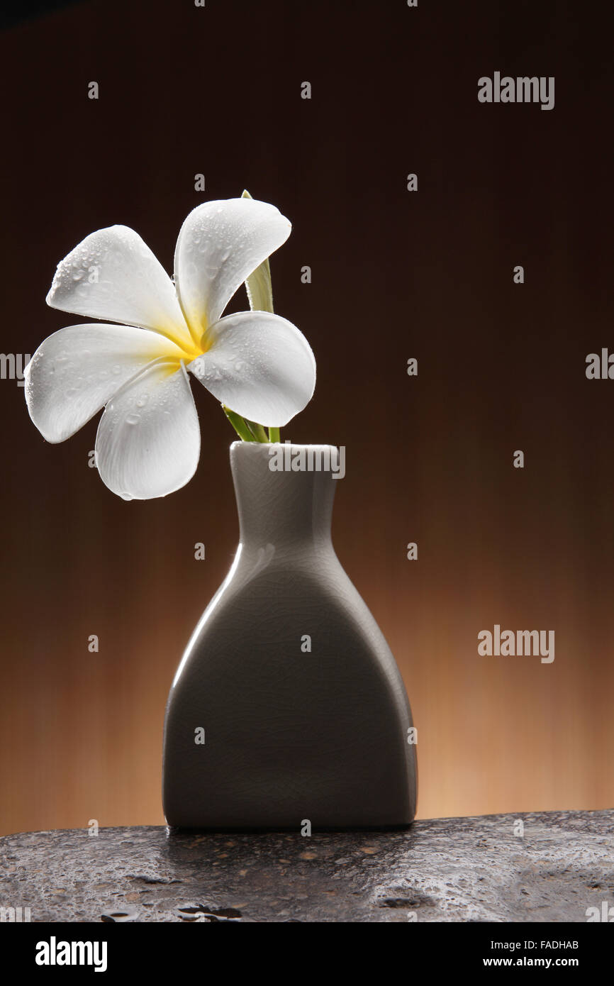 single frangipani in the vase Stock Photo Alamy