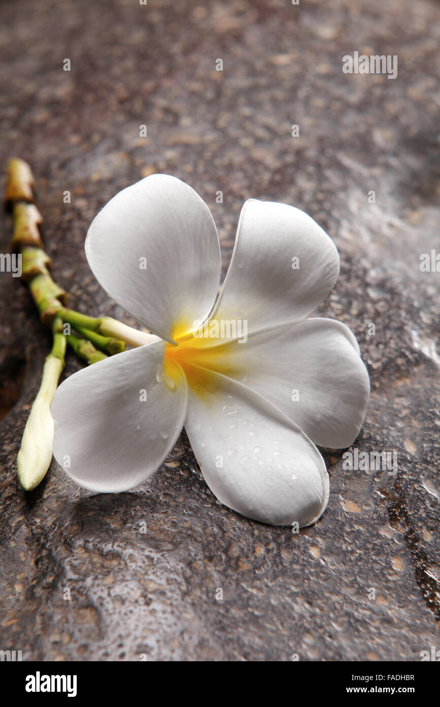 frangipani flower on the rock Stock Photo - Alamy