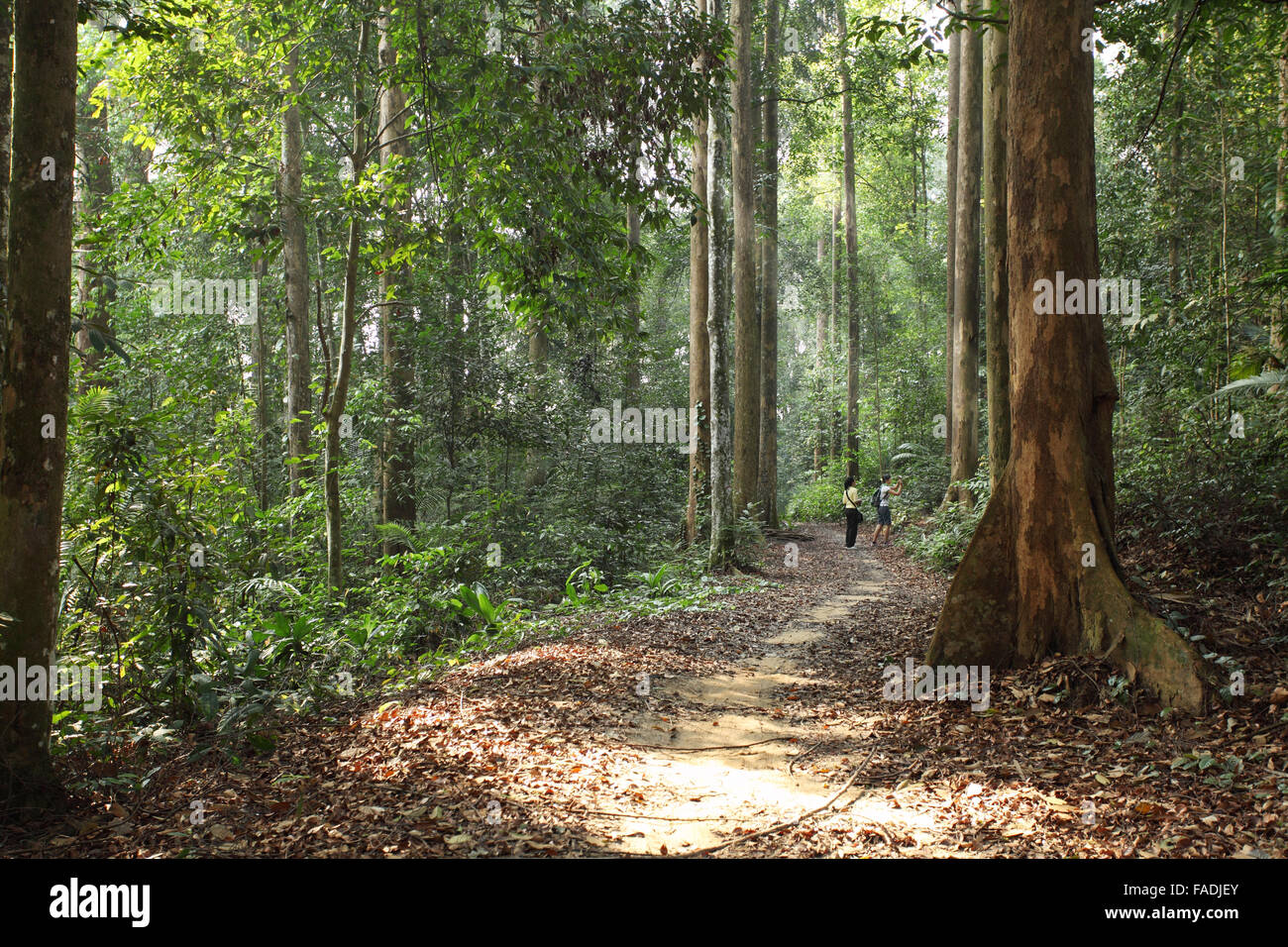women taking picture in the forest Stock Photo - Alamy