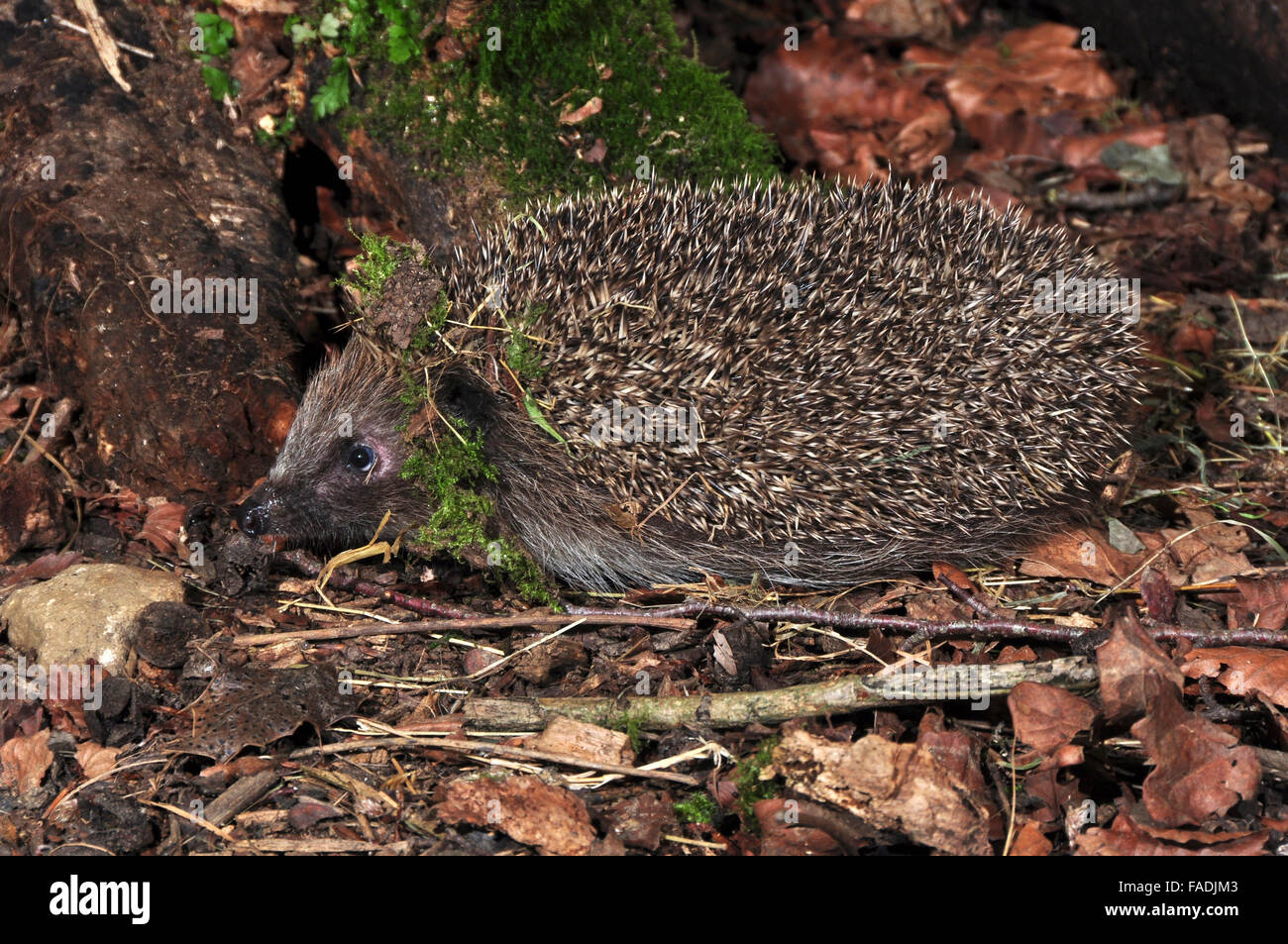 Litter uk wildlife hires stock photography and images Alamy